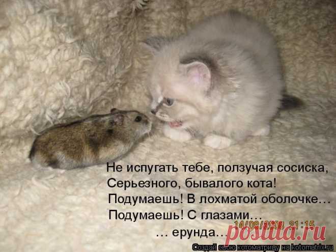 Животные шутят