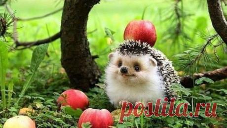 Вы думаете, что ёжик - милое и безобидное существо? А вот и нет!