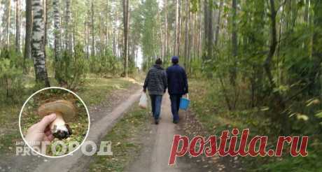 Под страхом загреметь за решетку: какие грибы запрещено собирать с 12 октября Какие грибы запрещено собирать с сегодняшнего дня из-за штрафов и тюремных сроков? Вступил в силу новый закон. Об этом сообщают в пресс-службе Минприроды Чувашии.
