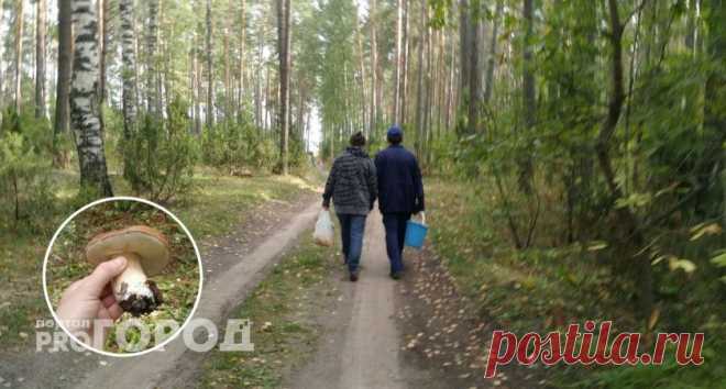 Под страхом загреметь за решетку: какие грибы запрещено собирать с 12 октября Какие грибы запрещено собирать с сегодняшнего дня из-за штрафов и тюремных сроков? Вступил в силу новый закон. Об этом сообщают в пресс-службе Минприроды Чувашии.