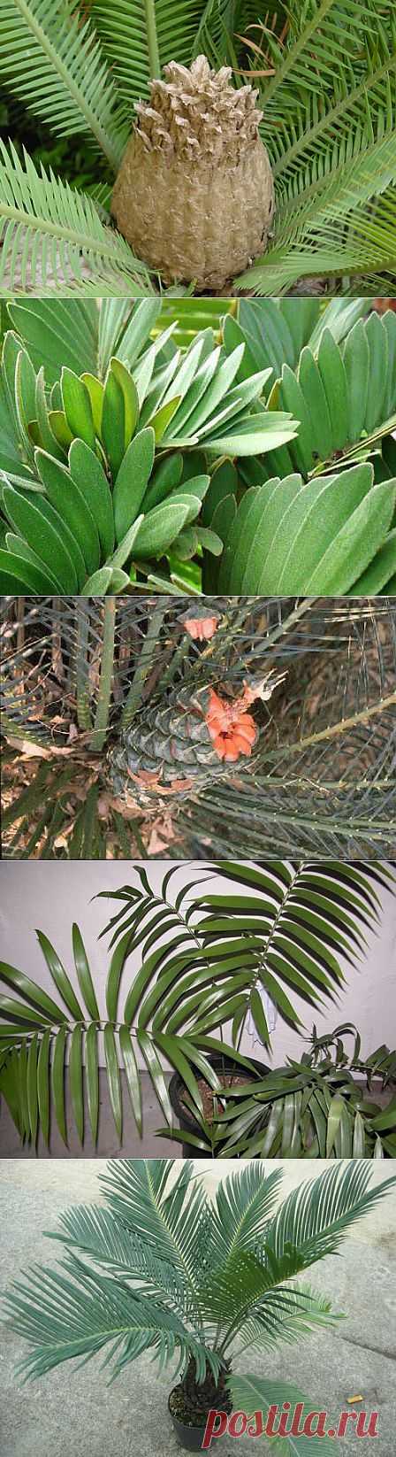 - Саговники (Цикасы)