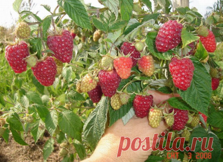 Что сделать, чтобы малина была крупнее