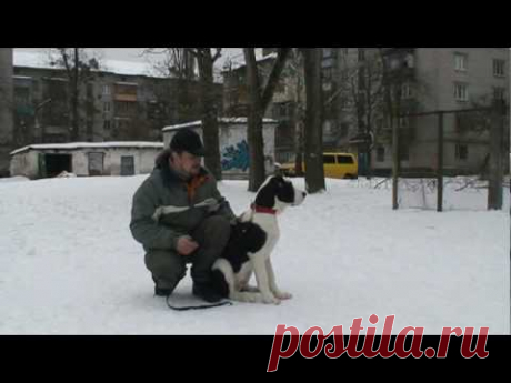 Урок №2. Начальная отработка команды "Ко мне"