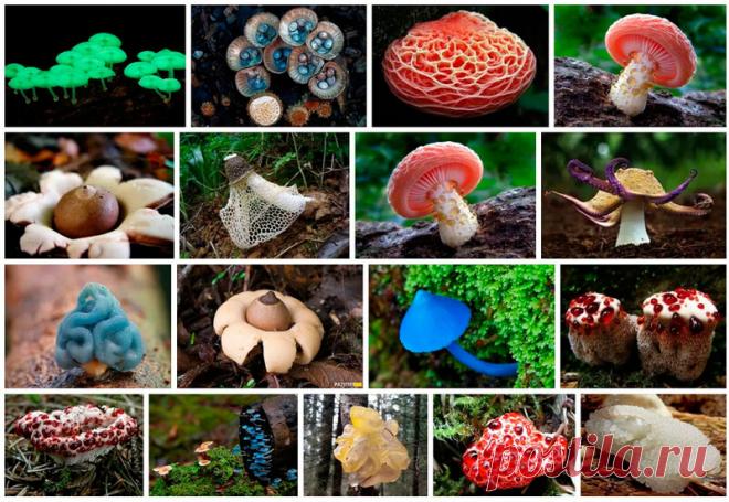 Вкусные отбросы — найден гриб, поедающий пластик