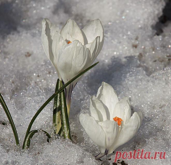крокусы