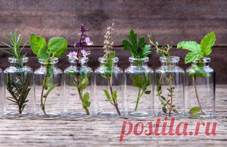 7 biljaka koje možete da gajite u vodi: bez zemlje i zalivanja Biljke uzgajane u vodi su podjednako ukusne kao i one koje uzgajate u bašti. Možete da ih držite unutar kuhinjskog prozora ili na kuhinjskom pultu. Osim što su korisne i upotrebljive, biće ujedno i lep ukras.