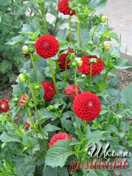 КАК СПАСТИ ПРОРОСШИЕ КЛУБНИ ГЕОРГИНОВ