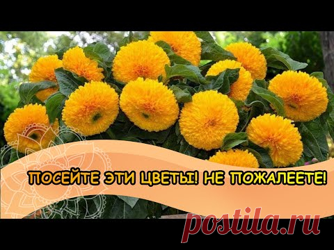 ПОСЕЙТЕ эти ЦВЕТЫ! НЕ ПОЖАЛЕЕТЕ!/Sow these flowers!