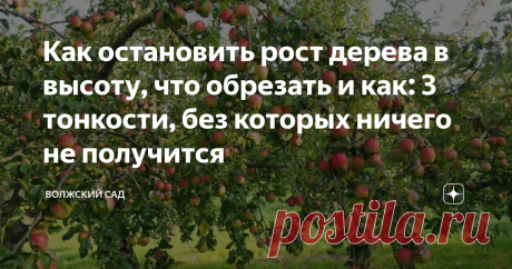 Как остановить рост дерева в высоту, что обрезать и как: 3 тонкости, без которых ничего не получится Статья автора «Волжский сад» в Дзене ✍: Приветствую, друзья!