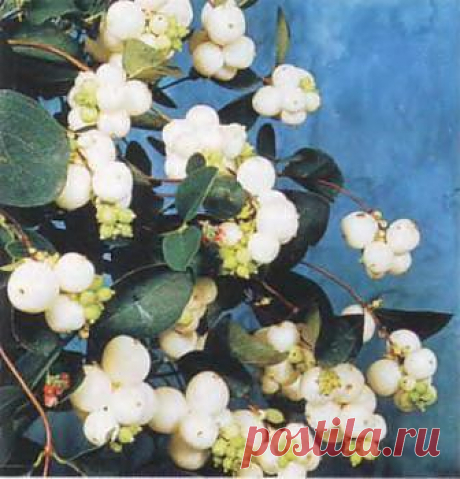 Снежноягодник