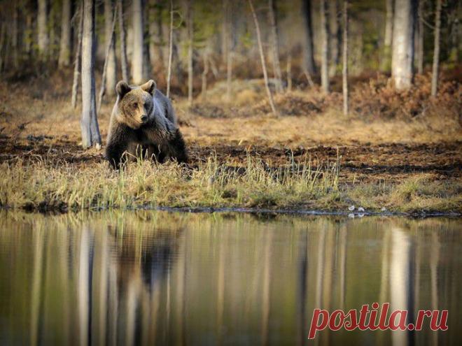 Потрясающий кадр! | НАУКА И ЖИЗНЬ