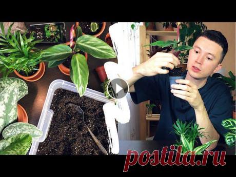 Пересадка Комнатных Растений » Строманта, Драцена, Хамедорея » Растения из Ашана В этом видео я подробно рассказываю где и как я покупаю комнатные растения, про грунт и добавки к нему, про горшки, про препараты антистресс и экспери...