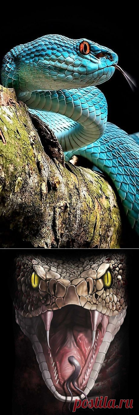 (19) Pinterest