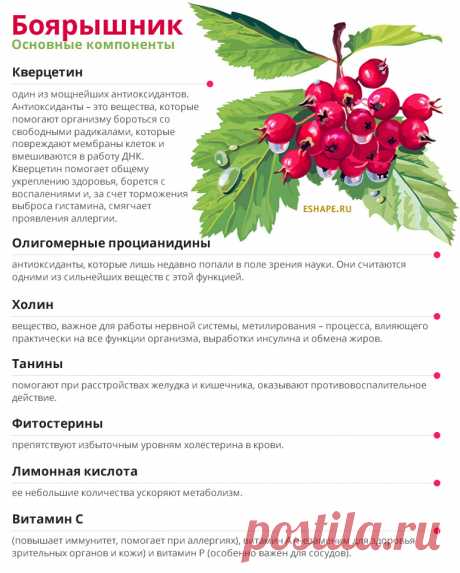 Отвар боярышника польза и противопоказания