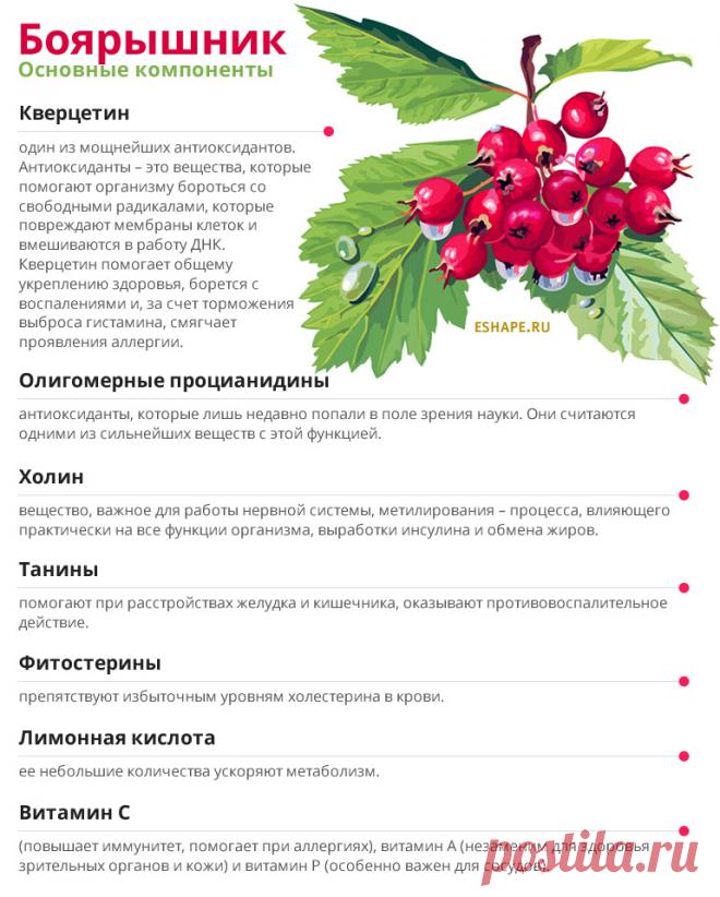 Отвар боярышника польза и противопоказания