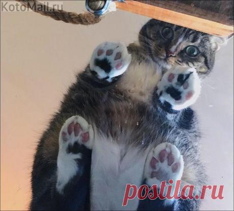 Лапки на стекле