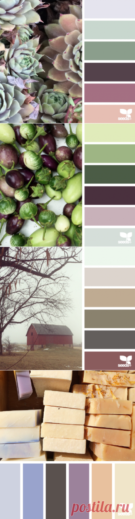 design seeds | for all who ♥ color