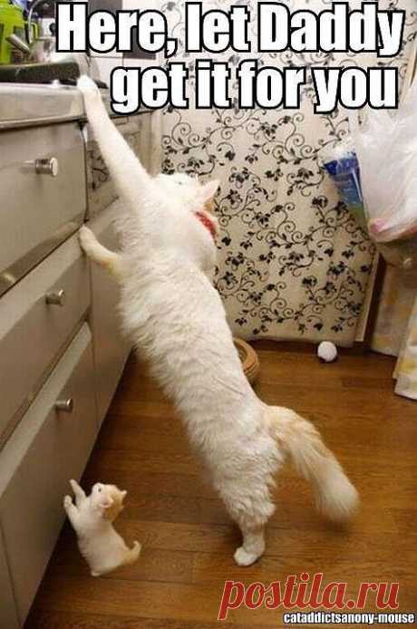 Запомни, нам блондинкам все можно