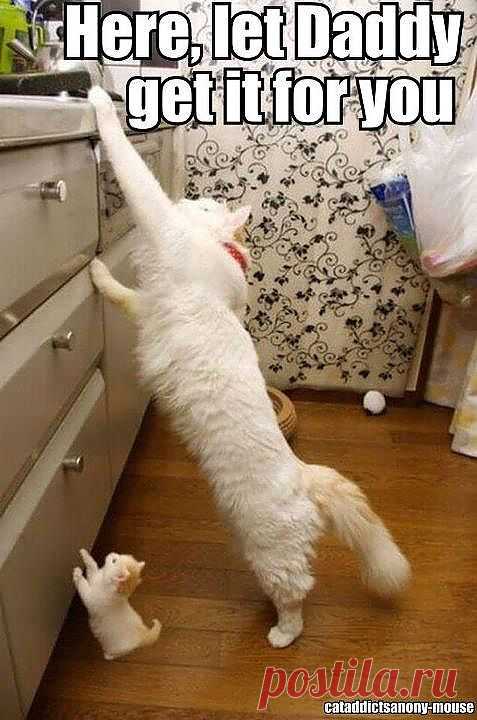 Запомни, нам блондинкам все можно