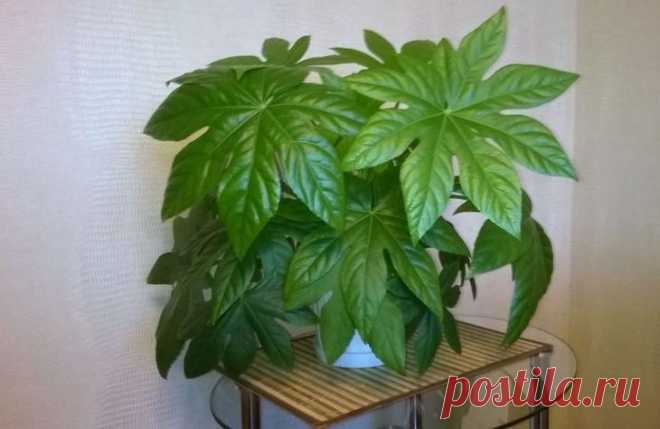 Фатсия комнатная