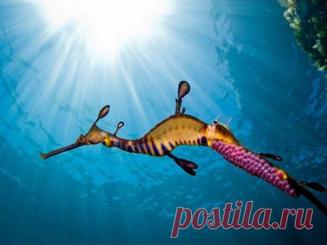 Невероятные моменты дикой природы / Питомцы