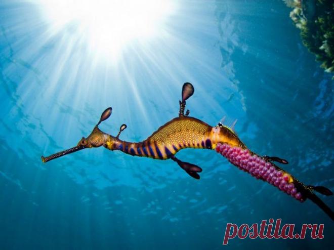 Невероятные моменты дикой природы / Питомцы