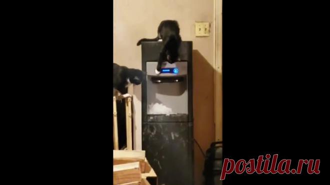 Котики заинтересовались машиной для изготовления льда))))