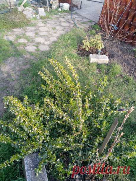 Бересклет Форчуна «Солнечное пятно» (Euonymus fortunei «Sunspot»)