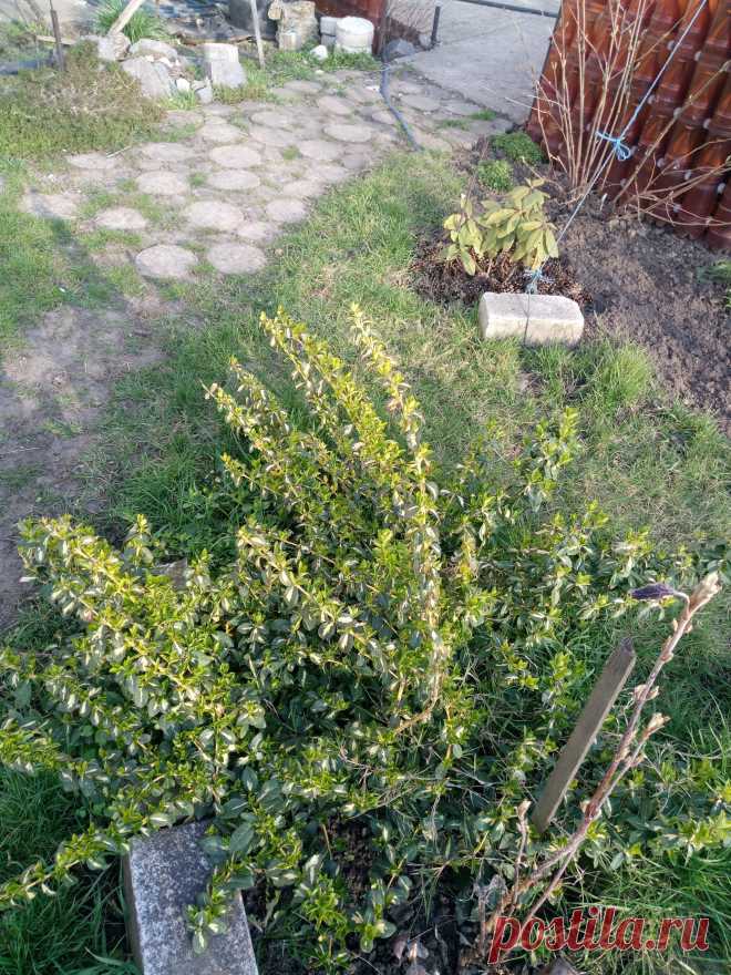 Бересклет Форчуна «Солнечное пятно» (Euonymus fortunei «Sunspot»)
