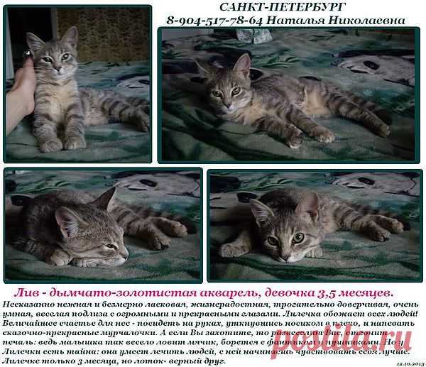 Мой Мир@Mail.Ru