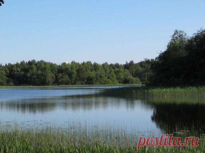 Живая вода. Сиверское озеро - Наука и жизнь