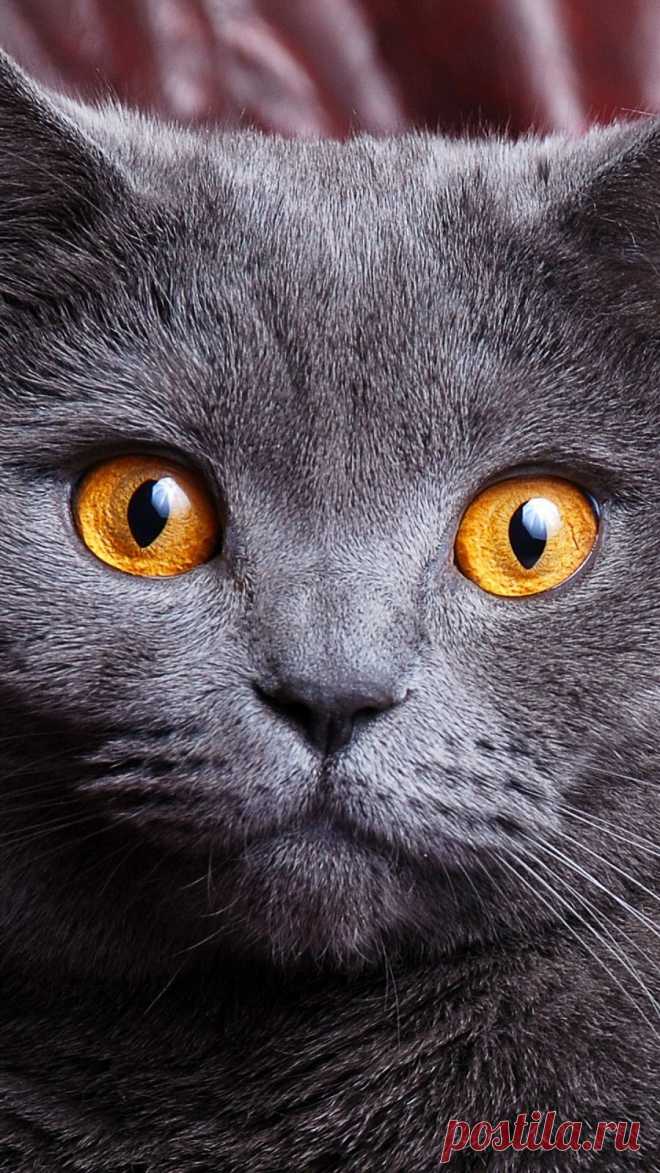 Кот британский