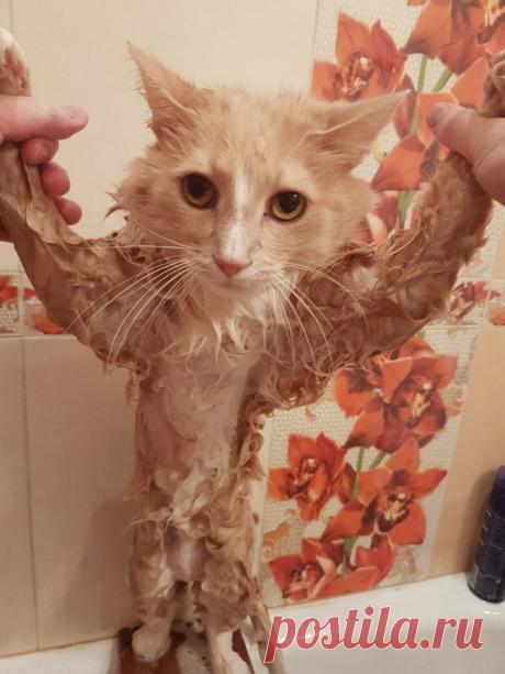 30 смешных котов, глядя на которых будете улыбаться весь день