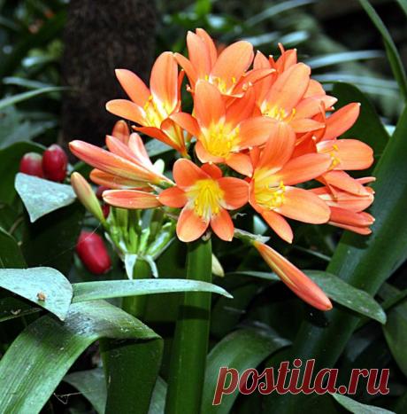 Уход за кливией и другими комнатными растениями