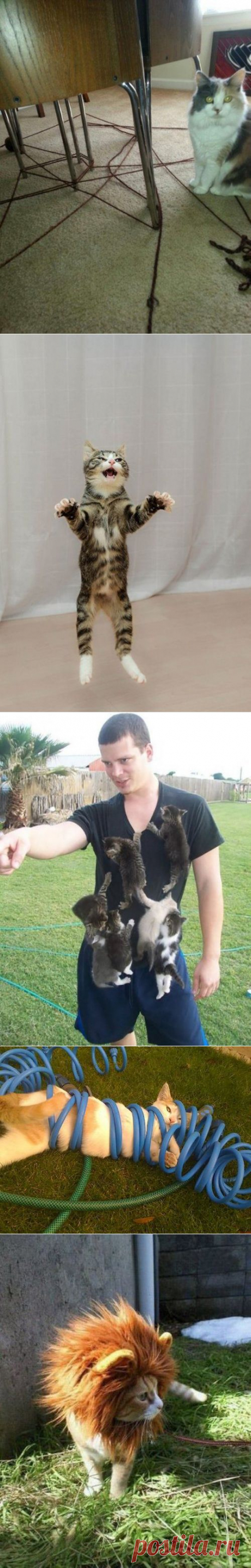 КОТОприколы (17 шт)