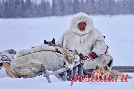 Ненец с собаками. Ямал, Россия. Снимал Edward Adrian-Vallance: nat-geo.ru/community/user/228965/