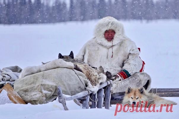 Ненец с собаками. Ямал, Россия. Снимал Edward Adrian-Vallance: nat-geo.ru/community/user/228965/