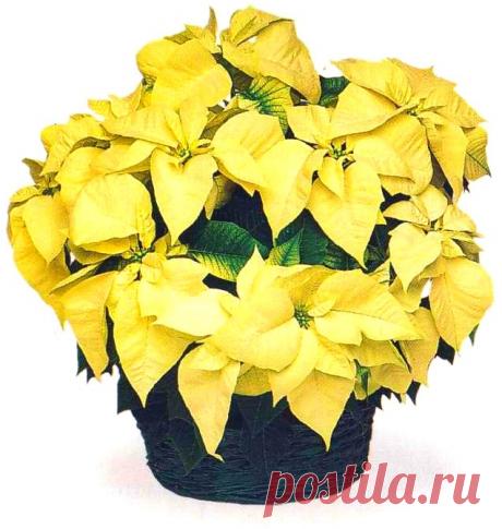 уход за пуансеттией красной — Рамблер/картинки