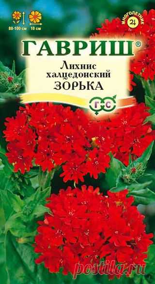 Лихнис халцедонский "Зорька"