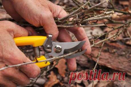 Смородина и крыжовник осенью: самые важные процедуры