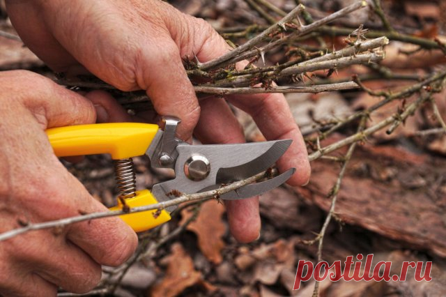 Смородина и крыжовник осенью: самые важные процедуры