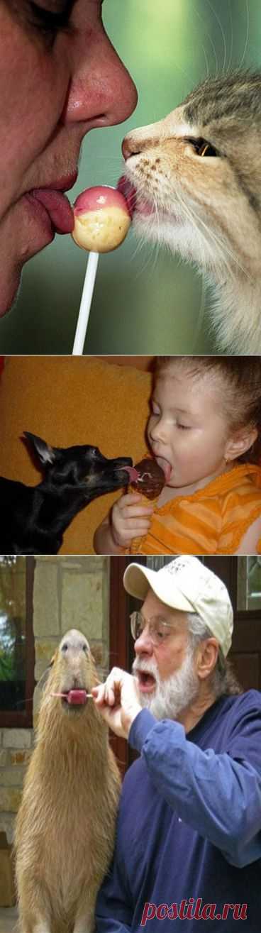 Народные приметы и кошки.