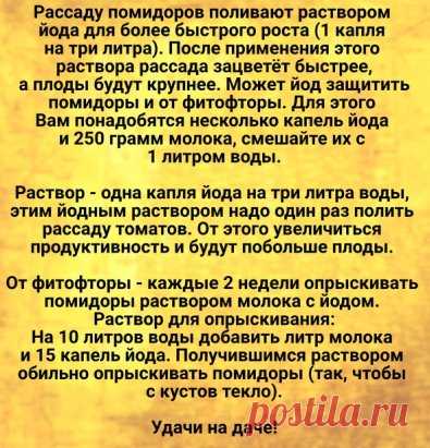 Помидоры. Дачникам пригодится.