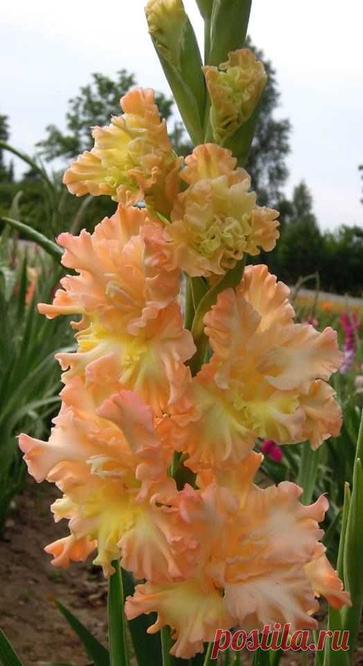 (456) Pinterest