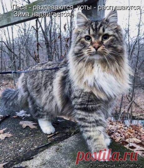 Лучшая котоматрица недели (29.09.2019)