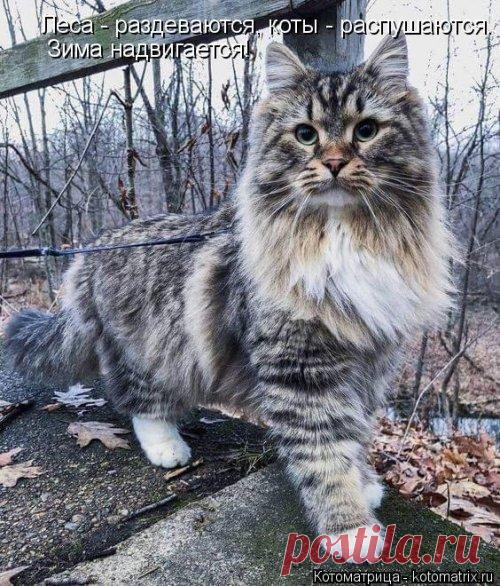 Лучшая котоматрица недели (29.09.2019)