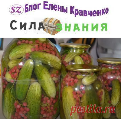 Огурцы с красной смородиной на зиму — 5 самых вкусных рецептов