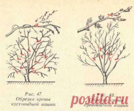 Правила обрезки вишни и сливы | Дача - впрок