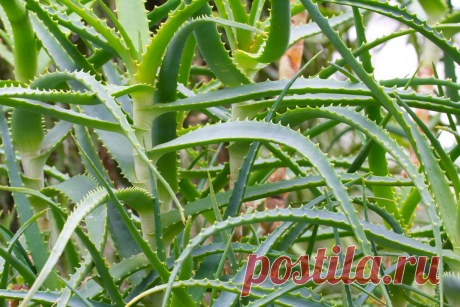 Лидер по целебным свойствам алоэ вера пока уступает простому и почти непобедимому алоэ древовидному. Даже его распространенное название "Centennial" говорит о