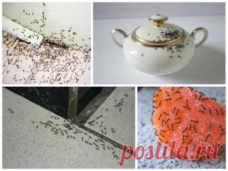 Как изгнать домашних муравьев из жилища, используя борную кислоту?